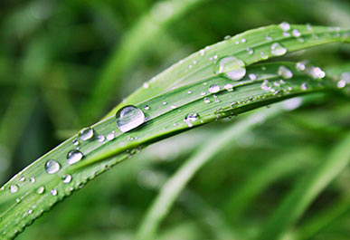 Water Droplets On Grass